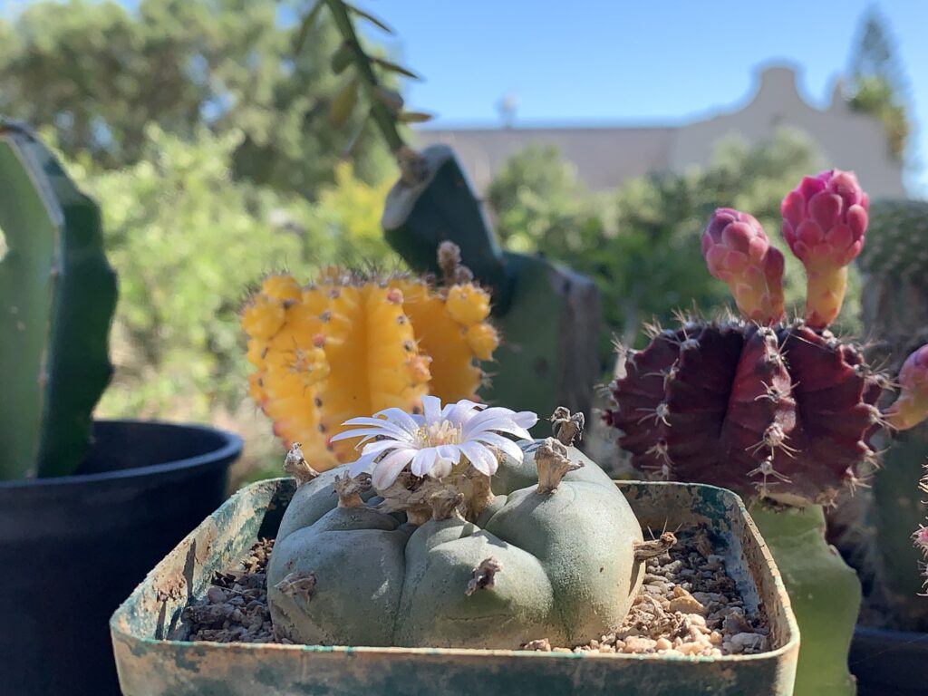 A blooming peyote cactus in a planter with colorful cacti behind it.