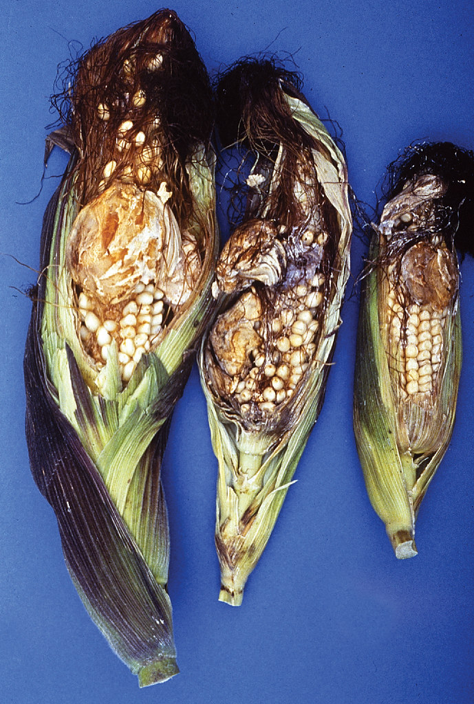 Ergot on maize. This black fungus was commonly used as an herbal abortion remedy.