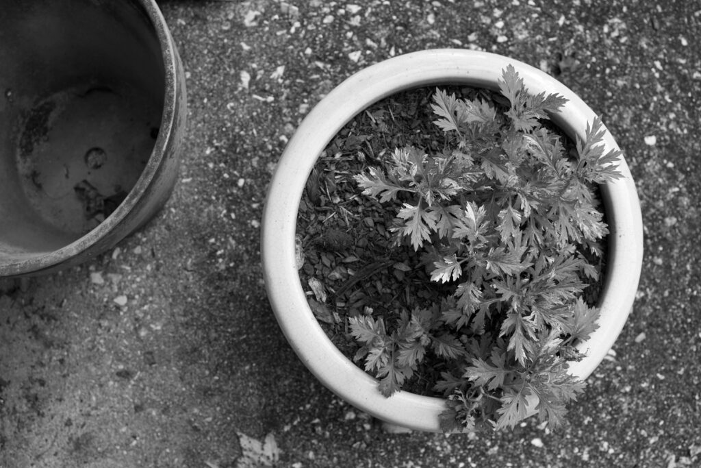 Black and white photo of mugwort planted in a pot.