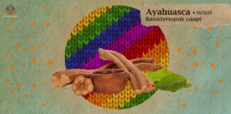 Psychedelics and the Queer Art of Survival