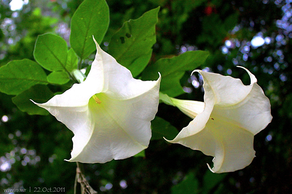 A white flower called 'white angel's trumpet'
