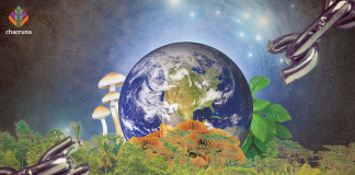 New Plant Medicine Healing Alliance Launches: Aims to Decriminalize Plant and Fungi Medicines for Group Healing