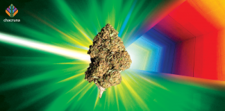 The Decriminalization of Marijuana in Brazil Beyond the Medicinal Use: Cannabis Associations and Human Rights