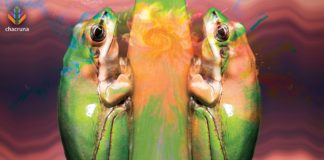 The Challenges of Kambô Conservation