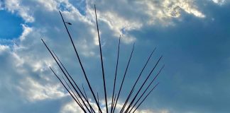 Peyote Conservation & the Decriminalization Movement: Navigating the Complexity