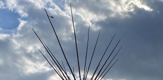 Open Letter to the Psychedelic Movement Regarding Peyote in Policy Efforts and How to be an Ally to Indigenous Peoples of North America