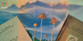 Psilocybin Mushrooms in Mexico in Danger of Extinction