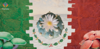 Two Projects Seek to Change the Legal Status of Peyote and Mushrooms in Mexico