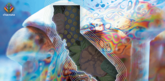 Controversies Around California’s Psychedelic Decriminalization Law Senate Bill 519