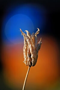 A dead flower with a background of blue and orange hues.