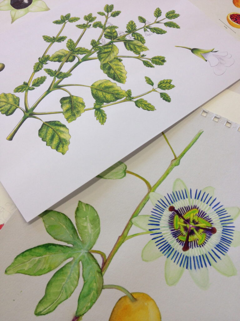 Colourful drawings of medicinal plants.