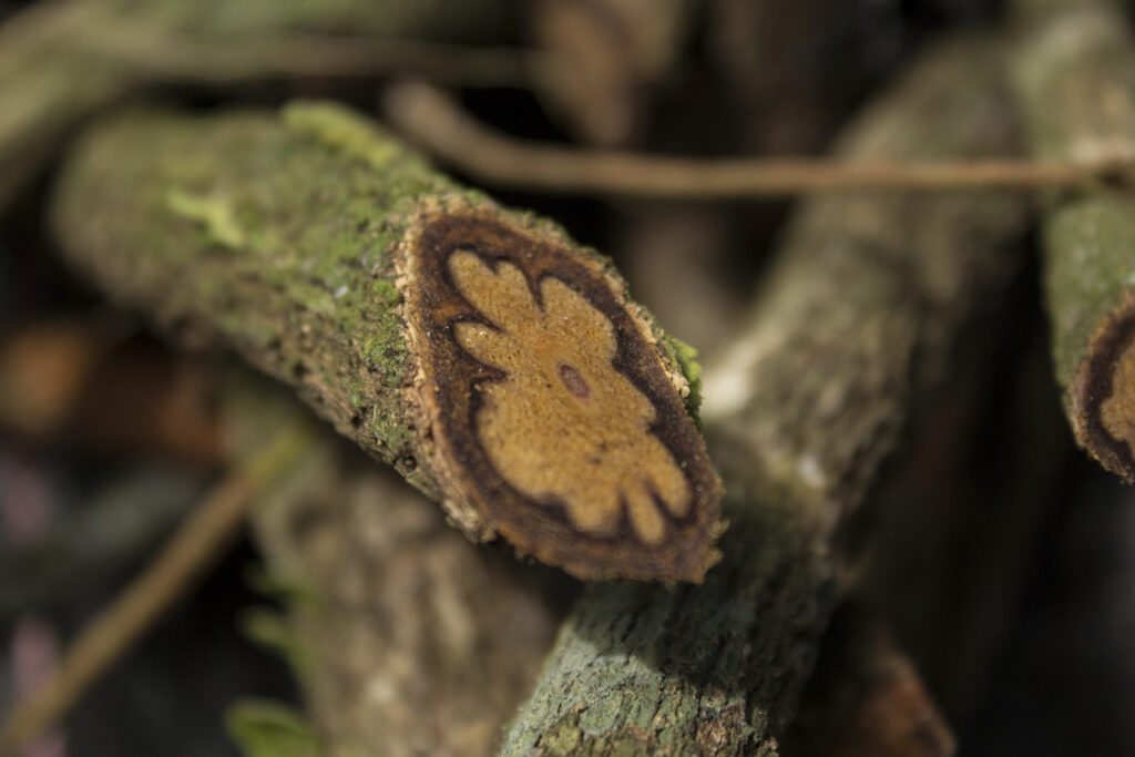 Cross-section of an ayahuasca vine.