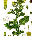 Nicotiana_rustica_-_Köhler–s_Medizinal-Pflanzen-226
