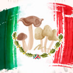 Psychoactive mushrooms in Mexico 2114 x 1045