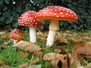 Amanita muscaria. one of the psychoactive mushrooms in Mexico.