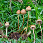 Psilocybe_mexicana_Veracruz