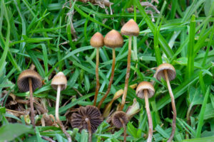 Psilocybe mexicana photographed in Veracruz, Mexico