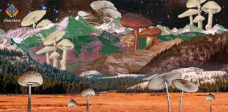 DIY Mycology in a Psychedelic World DIY Mycology