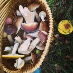mushroom foraging