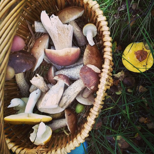 Mushrooms in a basket, after foraging.