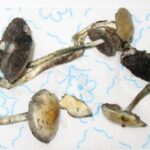 psilocybe on paper twel