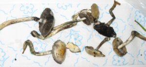 psilocybin mushrooms on a paper towel