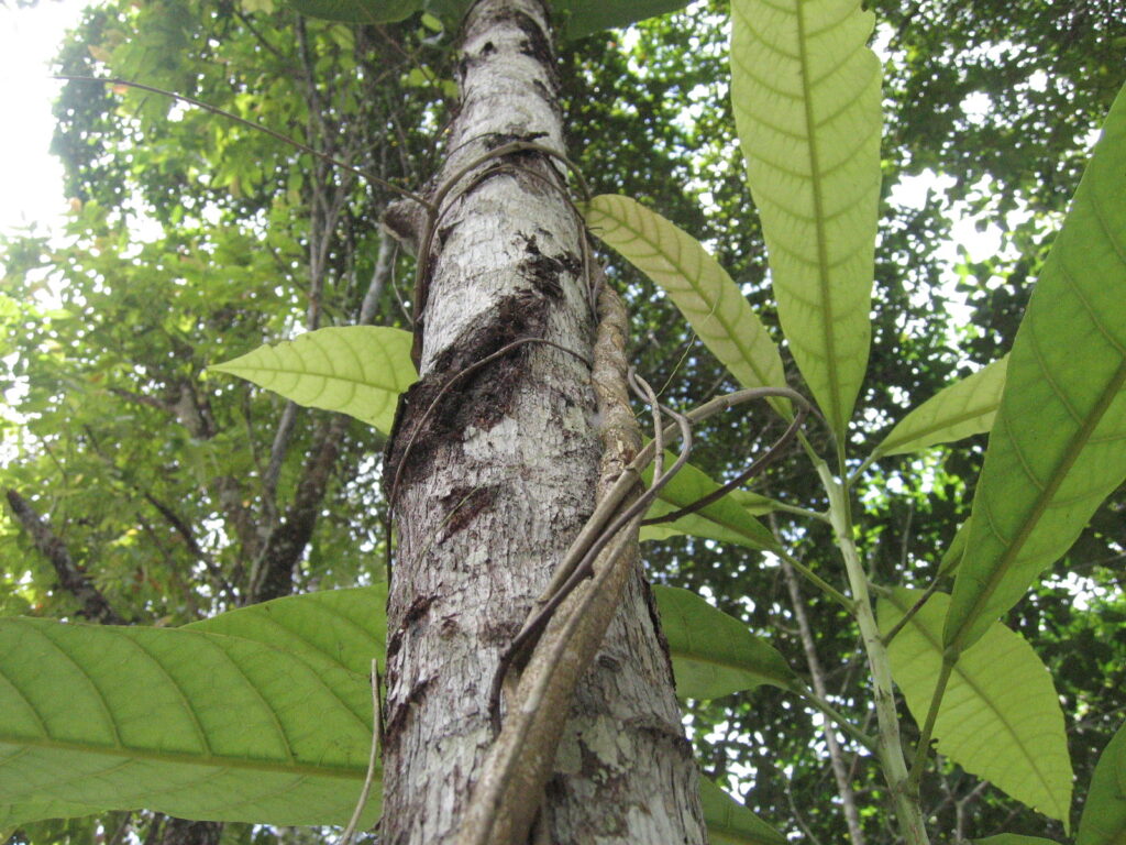 ayahuasca vine in Peru, used by Yaminawa peoples and other Indigenous nations