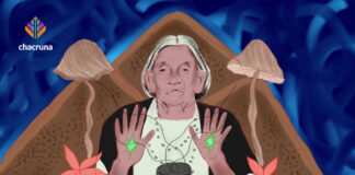 Mazatec Shamanic Knowledge and Psilocybin Mushrooms Mazatec Shamanism