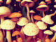 Five Things Mushrooms & Non-Binary People Have in Common mushrooms