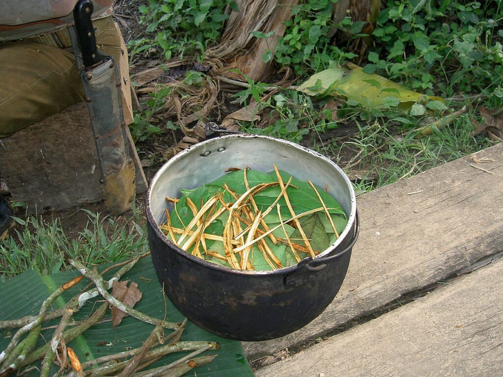 ayahuasca stems and leaves in pot ready for preparation