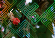 Chacruna Institute Files Amicus Brief in Support of Sacramental Churches’ Rights under RFRA Appeal Chacruna Files Amicus Brief in Support of Iowaska Church of Healing