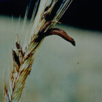 Ergot 1