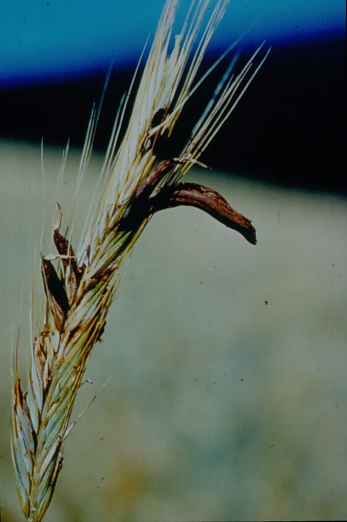 Ergot grows as a parasitic filamentous fungus, especially on rye. The sclerotium is a black-violet, slightly curved, club-shaped structure a few millimetres to a maximum of six centimetres long, which develops in place of a grain kernel. Ergot was also known as "grain cones" or "wolf's teeth"