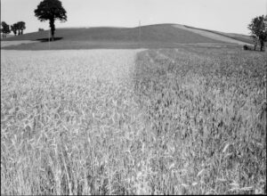 Ergot field. Right side inoculated.