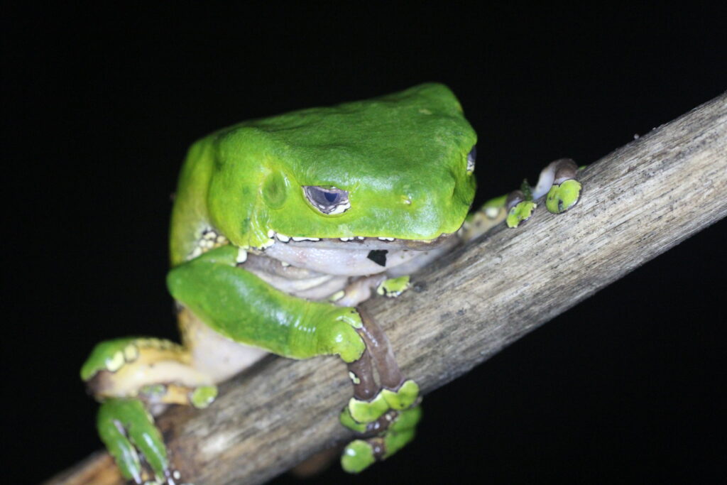 Phyllomedusa bicolor on a branch, its eyes are protracted because it is night and a light is being shone on them.