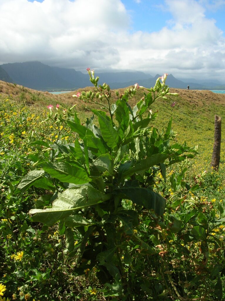 Nicotiana tabacum 