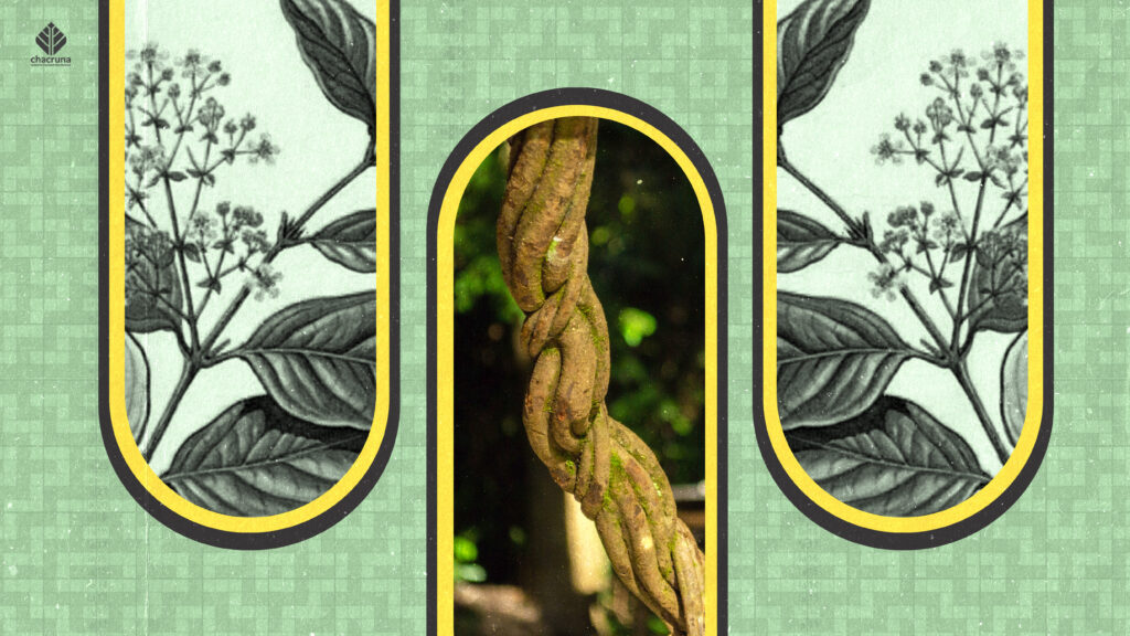 ayahuasca beyond trauma