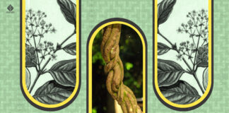 Ayahuasca Beyond Trauma – An Anthropological View ayahuasca beyond trauma