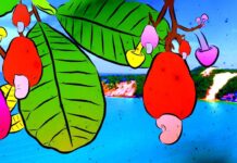 Symposium in Brazil Debates Psychedelics at a Political Crossroads 16th Symposium on Psychobiology in Natal