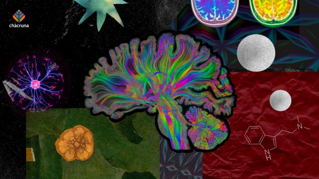 Science, Spirit, and Structure: Building a Psychedelic Research Hub in Brazil’s Public University System