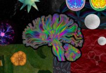 Science, Spirit, and Structure: Building a Psychedelic Research Hub in Brazil’s Public University System Science, Spirit, and Structure: Building a Psychedelic Research Hub in Brazil’s Public University System