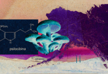 Alaska’s Natural Medicine Act Could Make It a North Star for Psychedelic Reform Alaska Natural Medicine Act