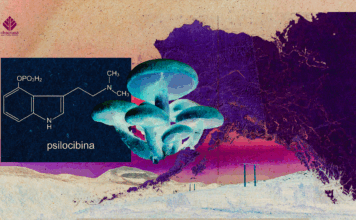 Alaska’s Natural Medicine Act Could Make It a North Star for Psychedelic Reform Alaska Natural Medicine Act
