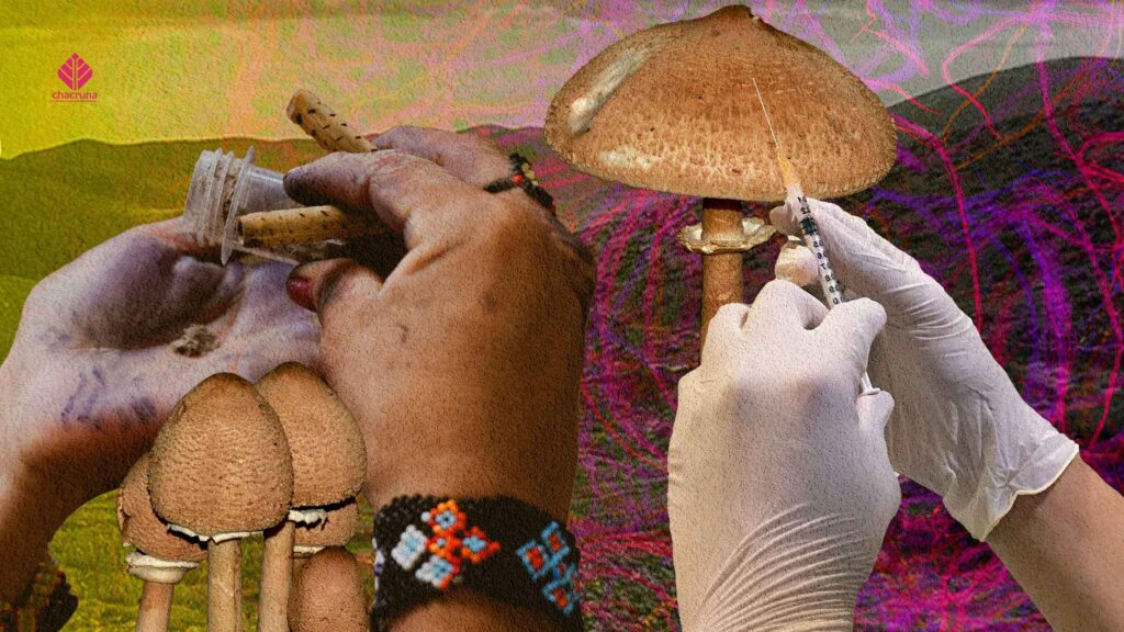 Plant Medicine in Mexico: From Traditional Use to Psychedelic Therapy