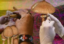 Plant Medicine in Mexico: From Traditional Use to Psychedelic Therapy Plant Medicine in Mexico: From Traditional Use to Psychedelic Therapy