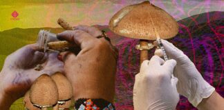 Plant Medicine in Mexico: From Traditional Use to Psychedelic Therapy Plant Medicine in Mexico: From Traditional Use to Psychedelic Therapy