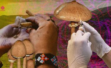 Plant Medicine in Mexico: From Traditional Use to Psychedelic Therapy Plant Medicine in Mexico: From Traditional Use to Psychedelic Therapy