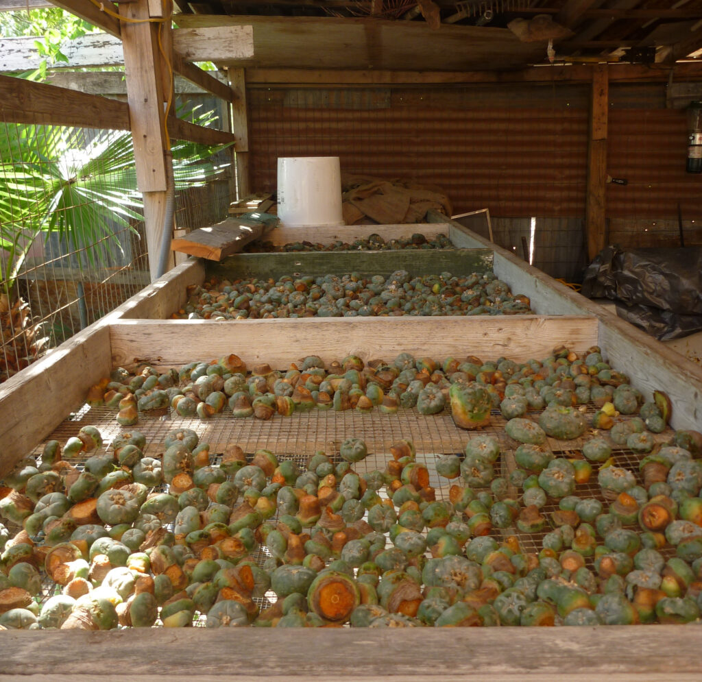 Peyote bins at Mauro Morales’s place of business
in 2013. The orange staining on the peyotes indicates the
buttons were picked while wet or during a rain. Buttons
are typically sold by the thousand.