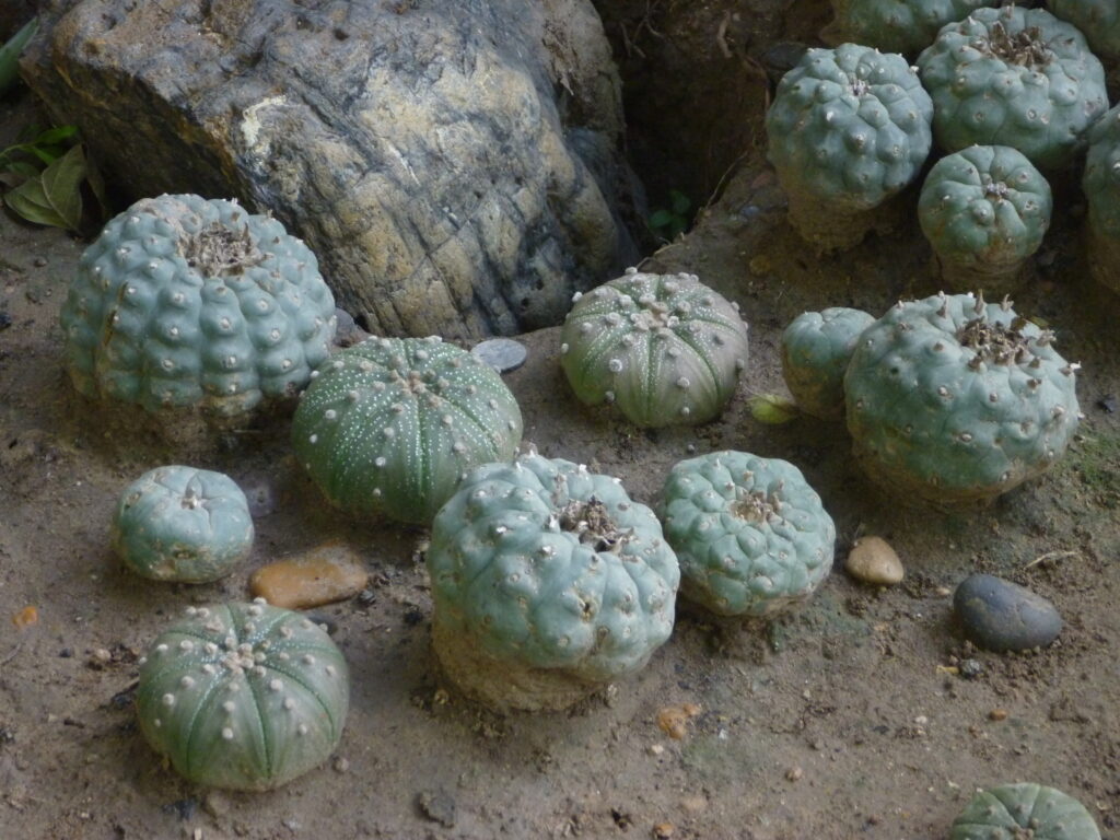 Mauro Morales’s peyote garden, including specimens
of peyote (Lophophora williamsii) and star cactus
(Astrophytum asterias). While many peyote distributors
keep peyote gardens at home, these are typically provided
for Native American Church members to conduct
prayers rather than for harvesting and sale.