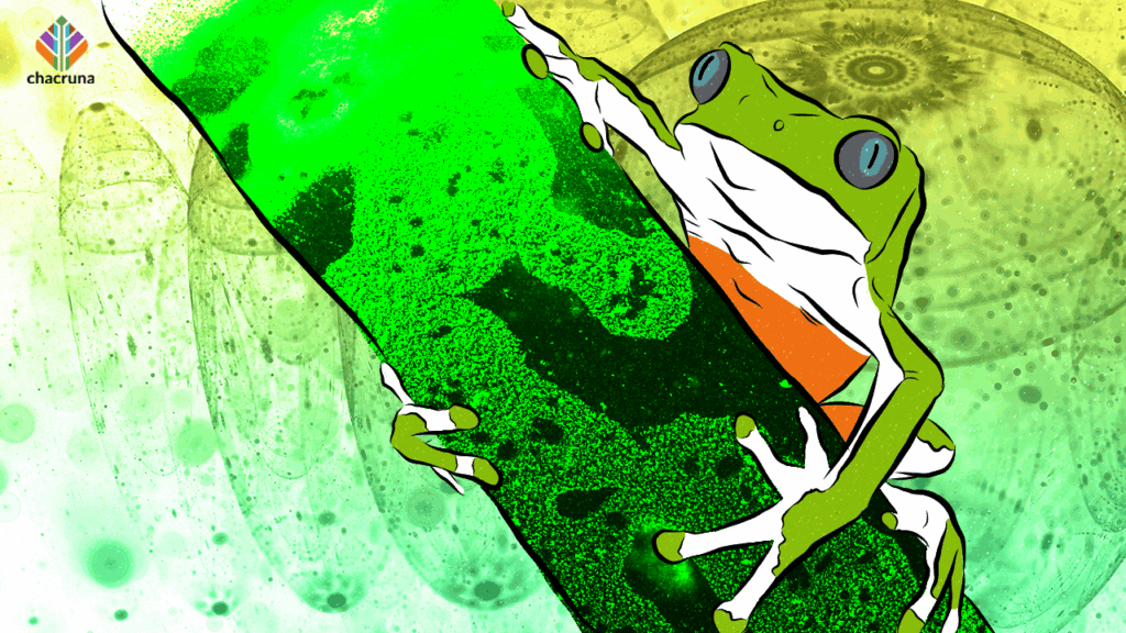 Kambo: discovering its origins